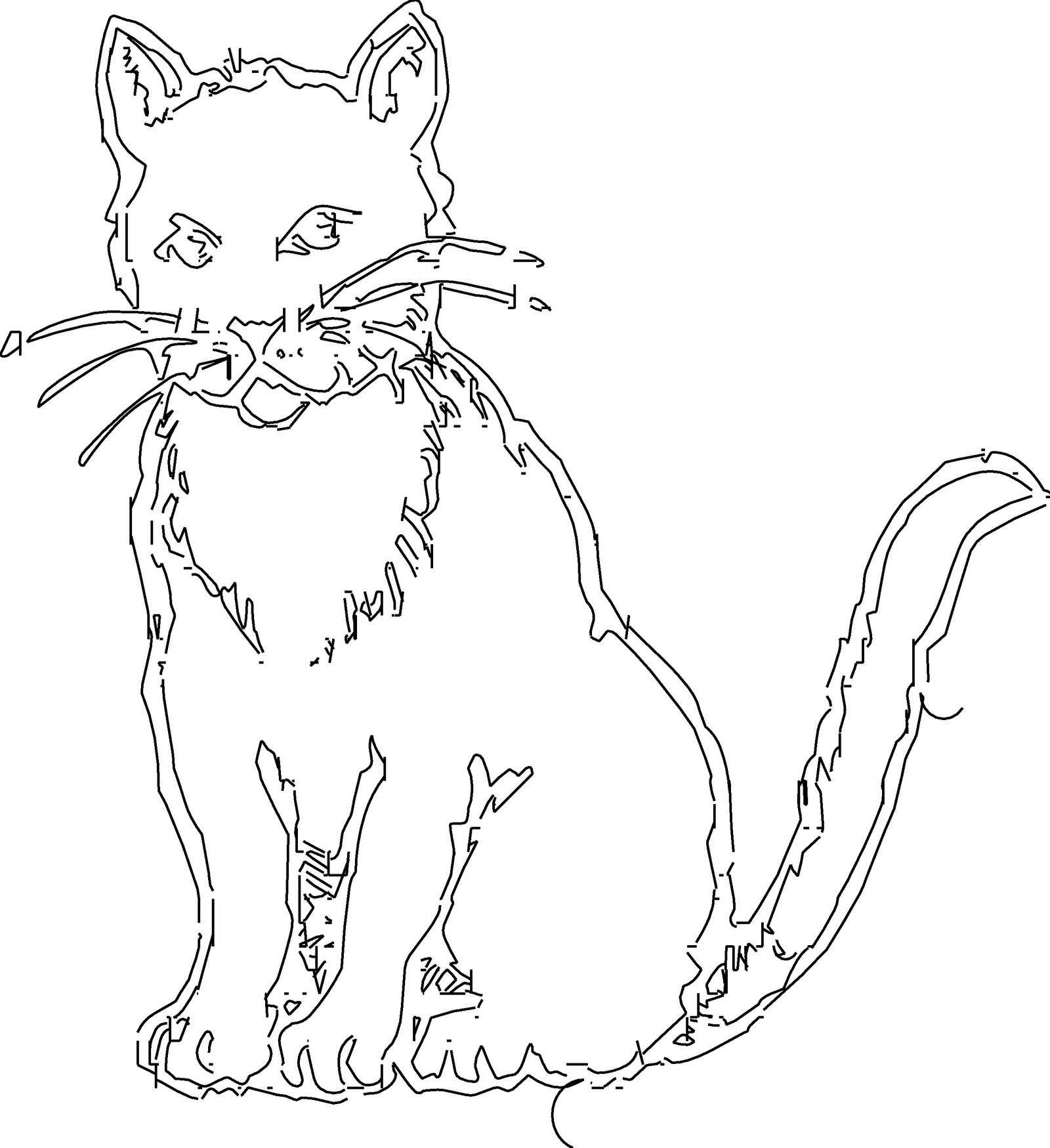 gato negro