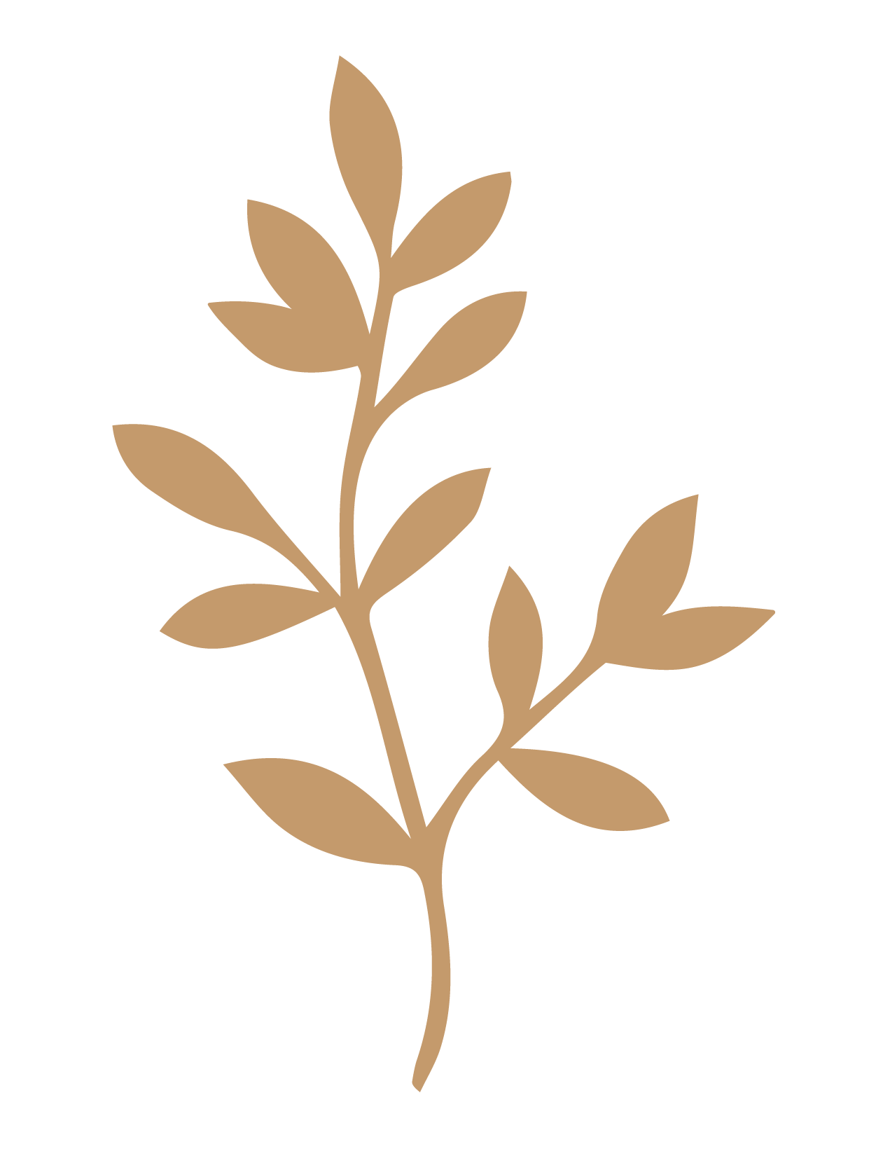 flor 38