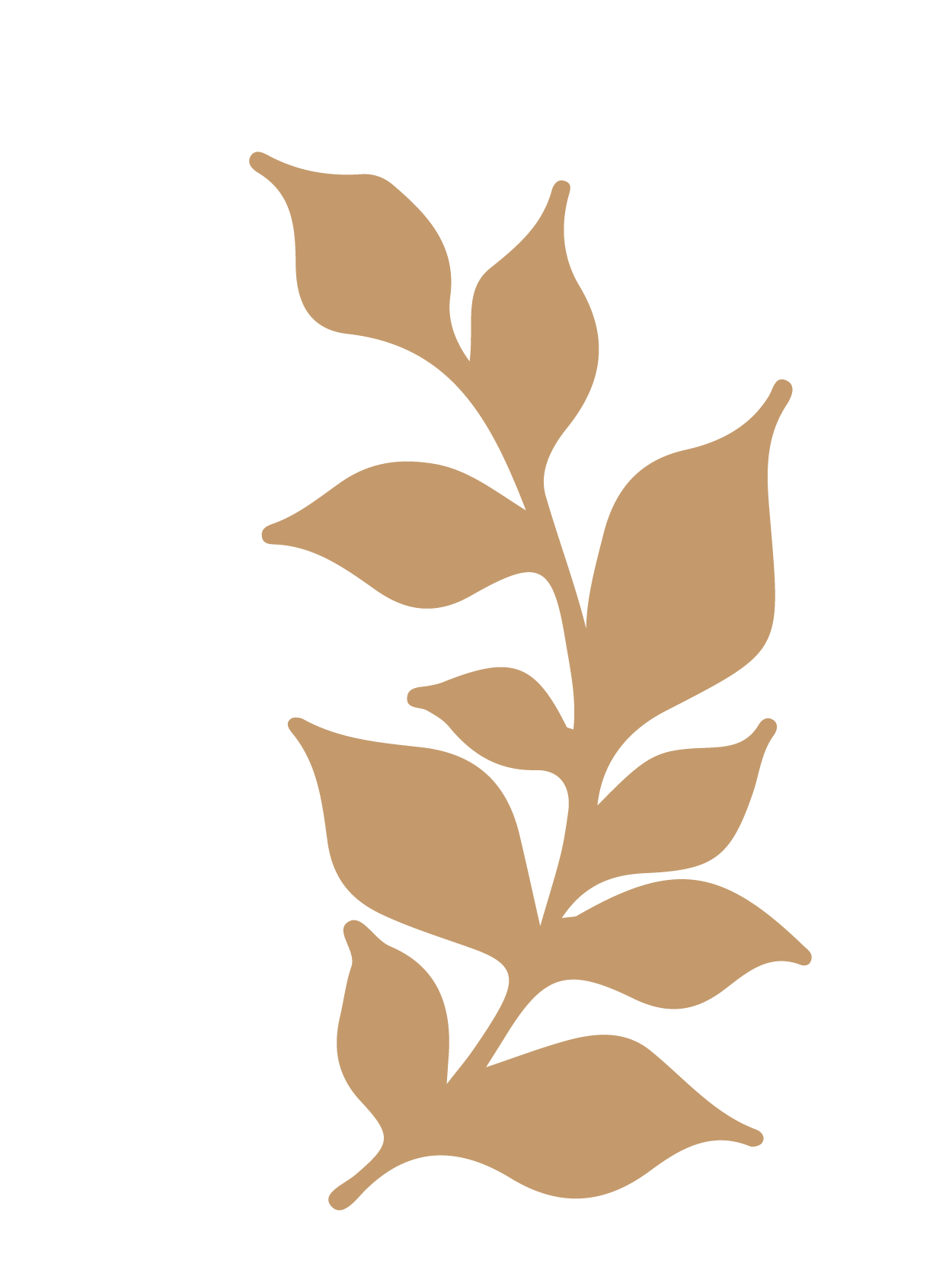 flor 41