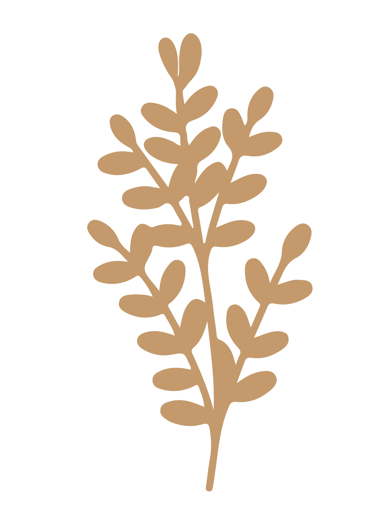 flor 50