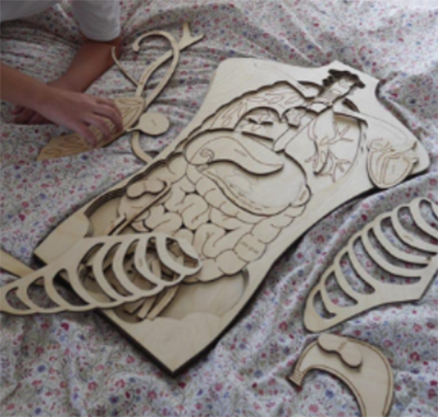 anatomía humana