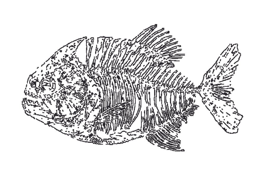 fósil de piraña
